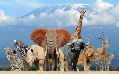 Les animaux : bien plus que de simples créatures, un rappel de notre humanité