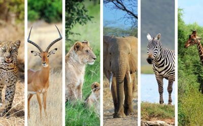 Les animaux : entre fascination et protection, ce que vous devez savoir