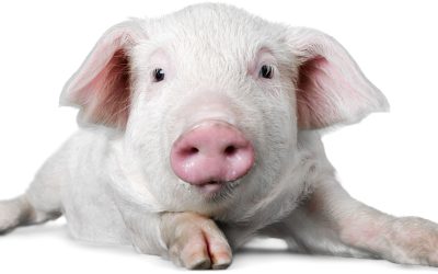 La vie animale : une source inépuisable d’émerveillement et de découverte