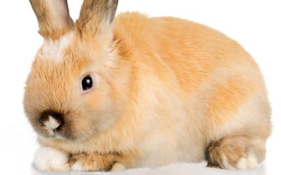 Comment Votre Chat Manipule-t-il Votre Cerveau Sans que Vous ne Vous en Rendiez Compte?