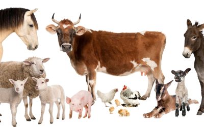 Les mystères de la vie animale : une exploration fascinante au-delà des apparences