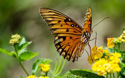 Les incroyables capacités des animaux : une exploration fascinante du règne animal