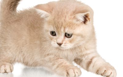 Les Secrets Psychologiques de vos Animaux de Compagnie : une Analyse Inédite