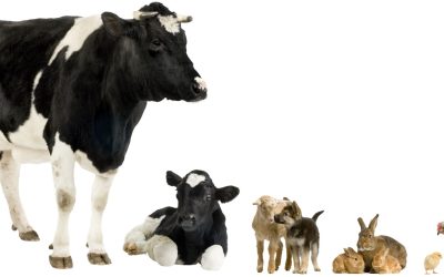 À la découverte du monde fascinant et mystérieux des animaux