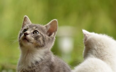 Les animaux nous surprennent : découvrez les aspects fascinants de leur monde