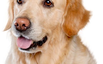 Découvrez les merveilles de la faune : le monde fascinant et diversifié des animaux