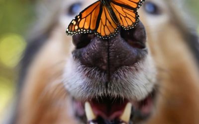 La vérité sur les animaux : entre mythes et réalités