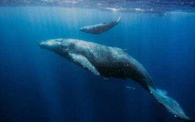 Les Animaux : Découvrez l’impact de leur présence dans nos vies