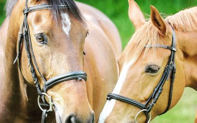 Plongez dans le monde fascinant des animaux : Quels enseignements pouvons-nous tirer de leur comportement ?