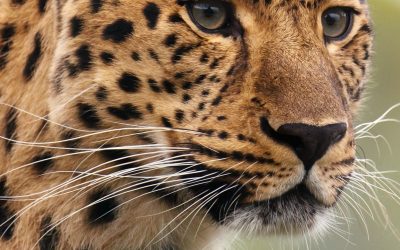Les animaux : nos compagnons de vie les plus fascinants !