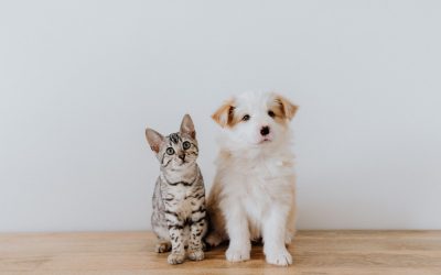 Les animaux : leurs secrets fascinants et leur impact sur notre monde