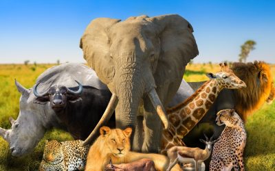 La vie fascinante des animaux : des faits étonnants et des études révélatrices