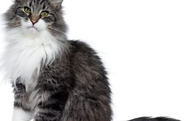 La Vérité sur nos Amis à Quatre Pattes : Les Animaux Dévoilés