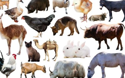 La fascinante intelligence des animaux et son impact sur notre monde