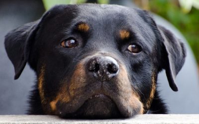 Invasion silencieuse : l’étonnant pouvoir des animaux pour reconquérir les villes abandonnées