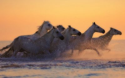 Les animaux : plus qu’une source de nourriture, des êtres à protéger