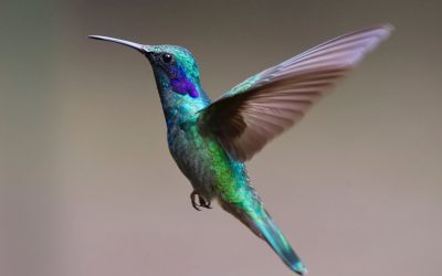 Les animaux sans voix : examen de l’éthique et des droits des animaux dans notre société