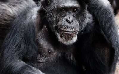 Les animaux : des êtres fascinants au cœur de nos vies