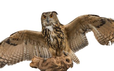 Les animaux hybrides naturels, réalité de la biodiversité ou caprice de la nature?