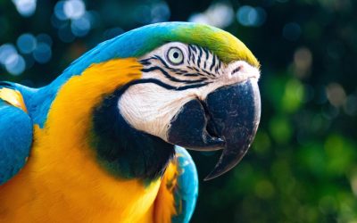 Les Animaux : Nos Compagnons Indispensables