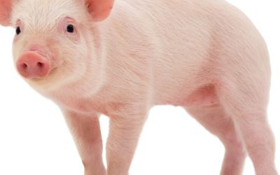 À la découverte de ces animaux méconnus et fascinants : les invertébrés marins