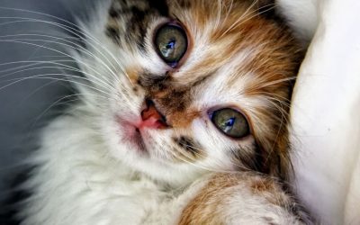 À la découverte de la fascinante biodiversité animale : des études et des experts révèlent ses secrets