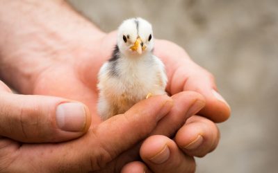 Animaux : découvrez les incroyables histoires de leurs interactions avec l’homme