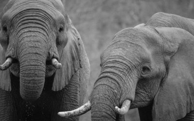 Découvrez les fascinantes relations inter-espèces des animaux et comment elles peuvent nous inspirer