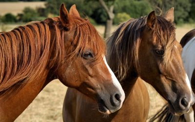 Les animaux : des êtres doués de capacités étonnantes et surprenantes