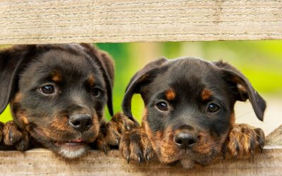 Animaux extraordinaires : comprendre et apprécier la diversité du règne animal