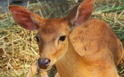 Les animaux nous enseignent le sens de la vie : une exploration fascinante du lien entre l’homme et ses compagnons du règne animal