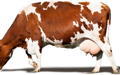 Les animaux : nos compagnons, nos alliés et nos responsabilités