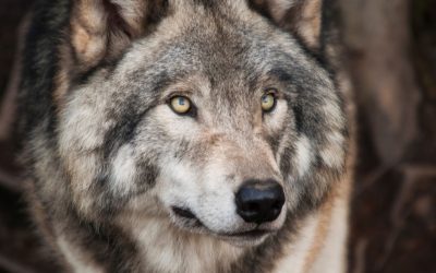 La vie sauvage : les mystères et les merveilles des animaux