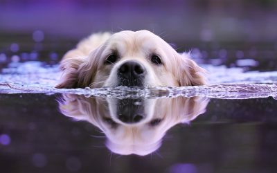 Les animaux : entre fascinant et surprenant, découvrez leur incroyable univers