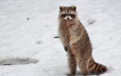 Les Animaux : Au-delà de la Faune, Des Êtres Fascinants et Indispensables