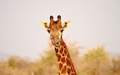 L’incroyable intelligence des animaux : une réalité méconnue