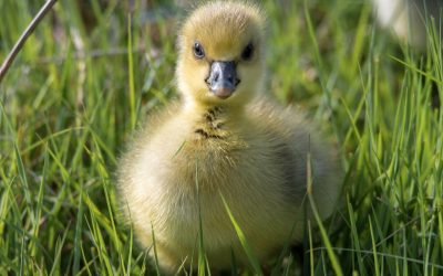 Les animaux : de fidèles compagnons à des êtres fascinants et méconnus