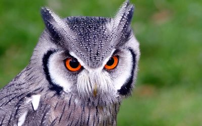 Plongez dans le monde fascinant des animaux sauvages : découvrez leurs secrets surprenants et leur impact sur notre planète