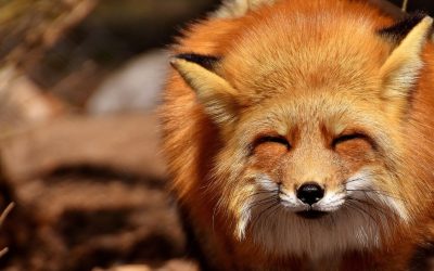 Découvrez les incroyables capacités des animaux : une perspective scientifique sur leur intelligence et leur adaptation