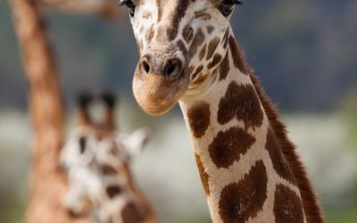 La vérité sur les animaux : entre mythes et réalité, découvrez comment ils ont façonné notre monde