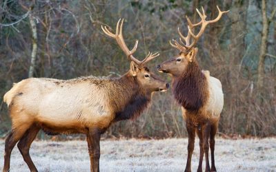Découvrez les incroyables capacités et qualités des animaux : Un guide complet